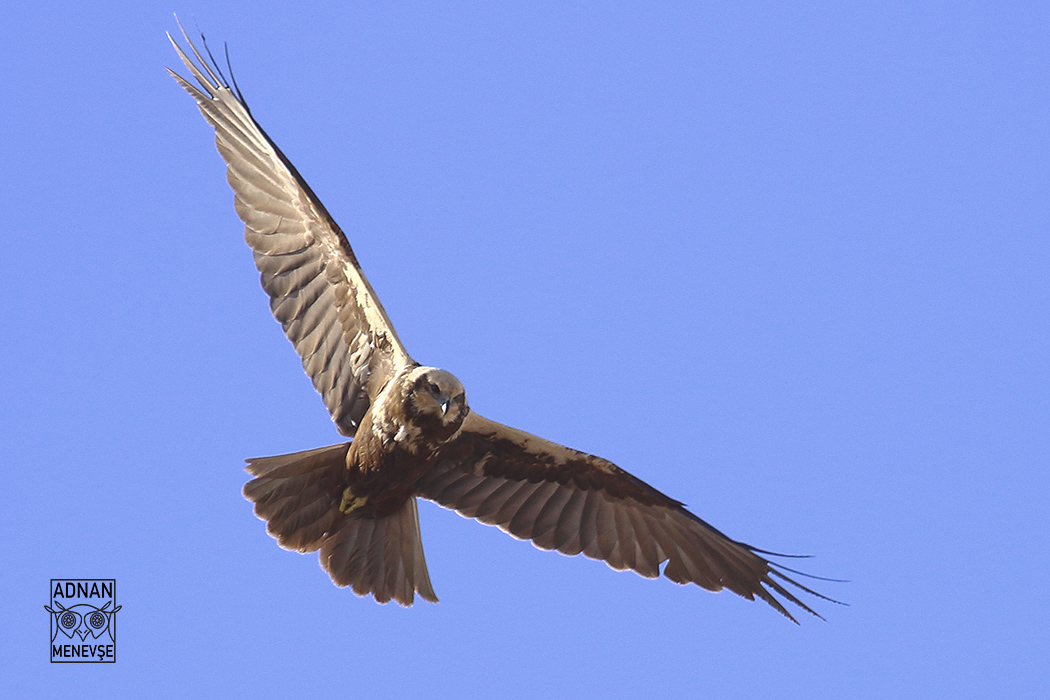 Eurasian Marsh-Harrier